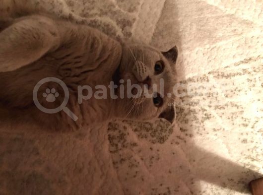 Uyumlu Sakin Sağlıklı Sevimli Oğlumuz görsel