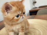 Safkan Sağlıklı Yavrular