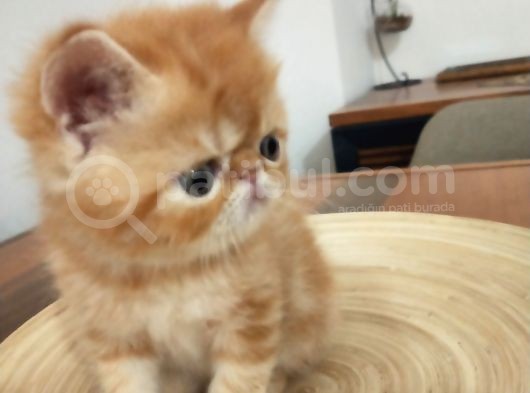 Safkan Sağlıklı Yavrular görsel