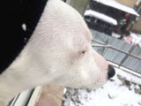 Jack Russell Ci̇nsi̇ Köpeği̇m Kayboldu