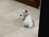 Jack Russell Ci̇nsi̇ Köpeği̇m Kayboldu