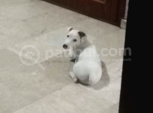 Jack Russell Ci̇nsi̇ Köpeği̇m Kayboldu görsel