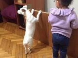 Jack Russell Ci̇nsi̇ Köpeği̇m Kayboldu