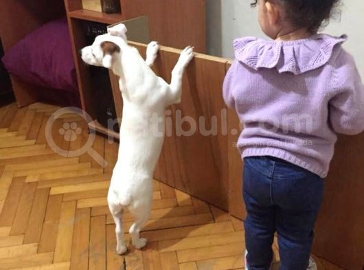 Jack Russell Ci̇nsi̇ Köpeği̇m Kayboldu görsel