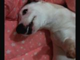 Jack Russell Ci̇nsi̇ Köpeği̇m Kayboldu
