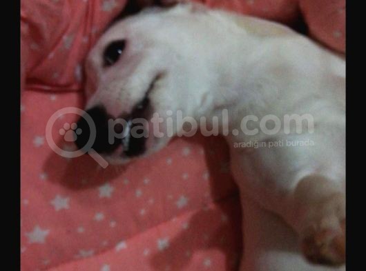 Jack Russell Ci̇nsi̇ Köpeği̇m Kayboldu görsel