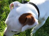 Jack Russell Ci̇nsi̇ Köpeği̇m Kayboldu