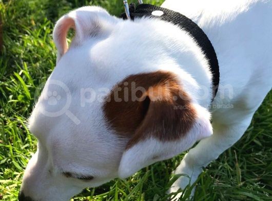 Jack Russell Ci̇nsi̇ Köpeği̇m Kayboldu görsel