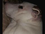 Jack Russell Ci̇nsi̇ Köpeği̇m Kayboldu