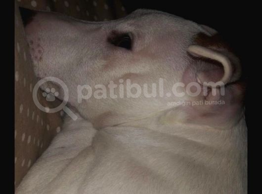 Jack Russell Ci̇nsi̇ Köpeği̇m Kayboldu görsel