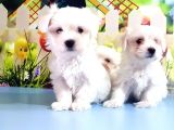 Maltese Terrier Yavrular