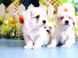 Maltese Terrier Yavrular