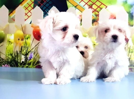 Maltese Terrier Yavrular görsel