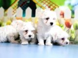 Maltese Terrier Yavrular