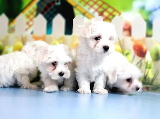Maltese Terrier Yavrular
