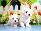 Maltese Terrier Yavrular