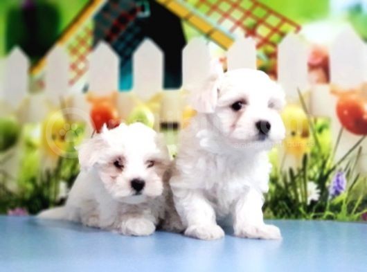 Maltese Terrier Yavrular görsel