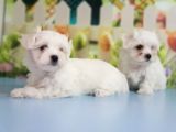 Maltese Terrier Yavrular