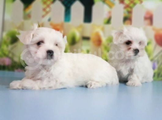 Maltese Terrier Yavrular görsel