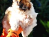 Shih Tzu Yavruları