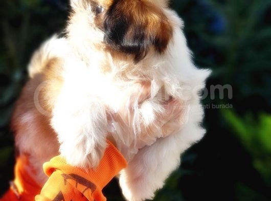 Shih Tzu Yavruları görsel