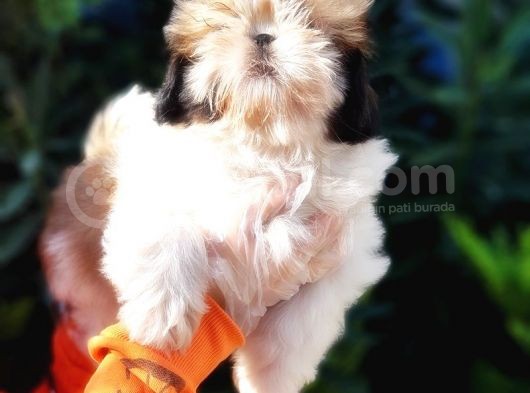 Shih Tzu Yavruları