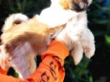 Shih Tzu Yavruları