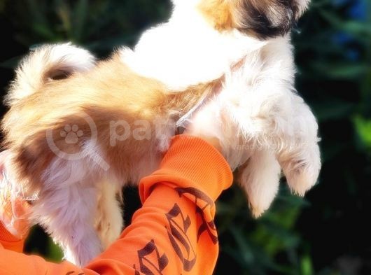 Shih Tzu Yavruları görsel