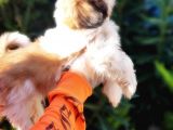 Shih Tzu Yavruları