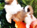 Shih Tzu Yavruları