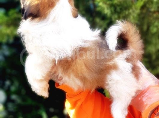 Shih Tzu Yavruları görsel