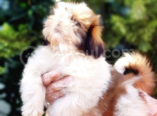 Shih Tzu Yavruları görsel