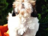 Shih Tzu Yavruları