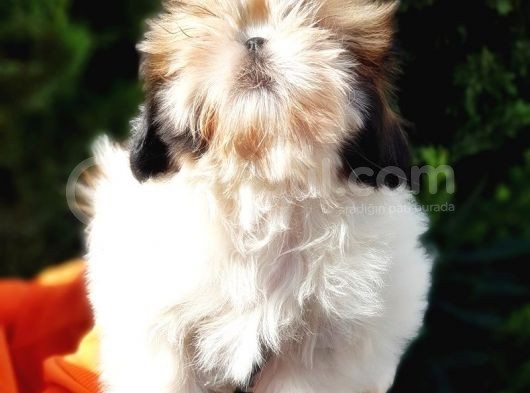 Shih Tzu Yavruları görsel