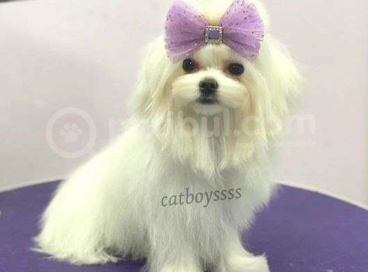 6 Aylık Dişi 1600 Gram Mini Maltese Terrier görsel