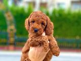 Red Toy Poodle Bebekleri̇mi̇z