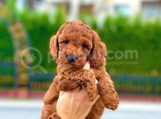 Red Toy Poodle Bebekleri̇mi̇z