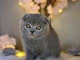 Sıfır Kulak Orjinal Scottish Fold