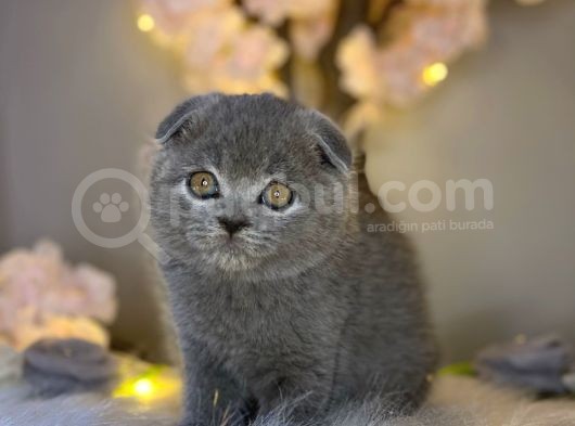 Sıfır Kulak Orjinal Scottish Fold görsel