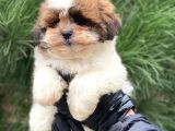 En İyi Görsel Shihtzu Dişi Yavru