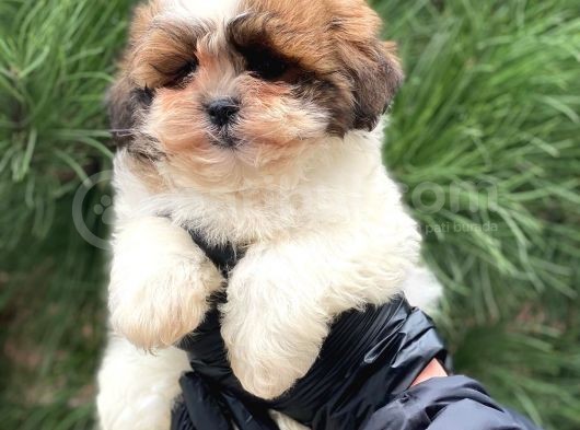En İyi Görsel Shihtzu Dişi Yavru