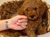 Safkan Toy Poodle Yavrularımız
