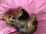 Teacup Mini Yorkshire Bebekler Anne Altında