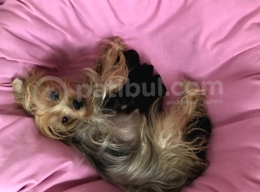 Teacup Mini Yorkshire Bebekler Anne Altında görsel