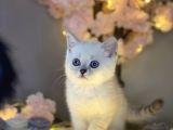 Ocean Blue Eyes Bri̇ti̇sh Shorthai̇r Si̇lver Shaded