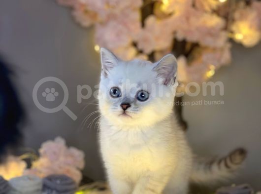 Ocean Blue Eyes Bri̇ti̇sh Shorthai̇r Si̇lver Shaded