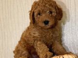 Bebek Surat Toy Poodle Yavrular