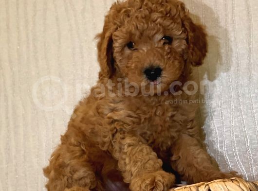 Bebek Surat Toy Poodle Yavrular görsel