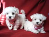 Mini Boy Maltese Sevimli Yavrular