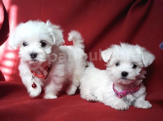 Mini Boy Maltese Sevimli Yavrular